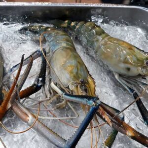 10. Scampi